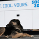 Illustration for article titled Rescuers Rush to Save Sochi's Stray Dogs